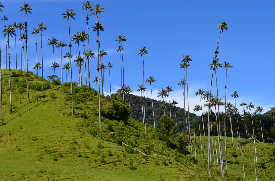 valle-de-cocora-quindio